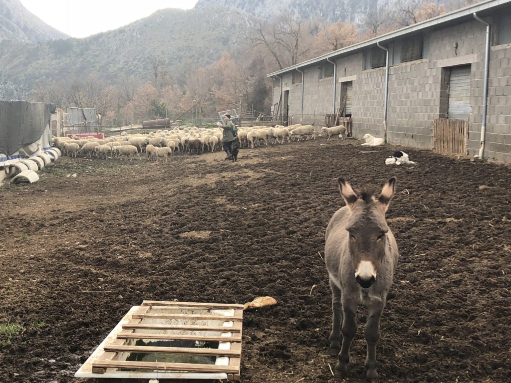 La pastorizia è da sempre la spina dorsale delle aree interne e montane.
