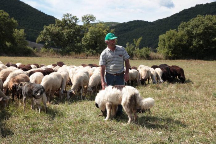 pastore-cane-pecore