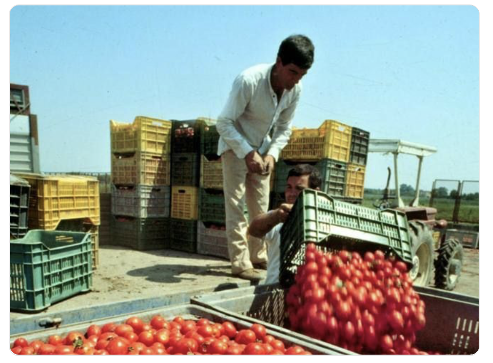 #caporalato Il 71% dei braccianti immigrati non è iscritto all’anagrafe, il 70% senza contratto, il 36% senza acqua potabile, il 30 senza servizi igienici > serve urgentemente una legge su #salariominimo #giustapaga e maggiori risorse a ispettorato