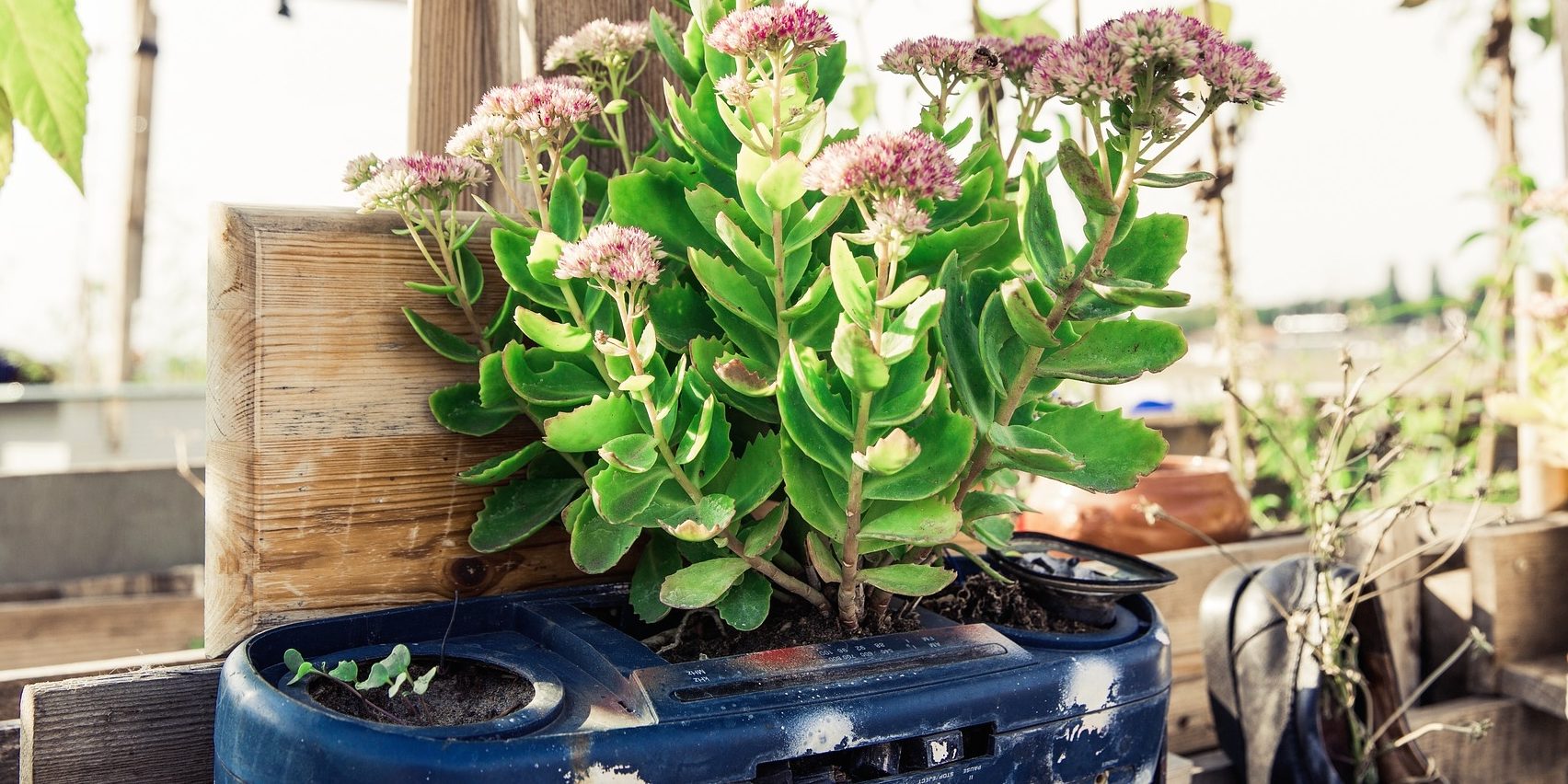 urban-gardening-1679950_1920 (1)