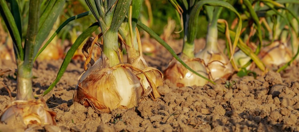 Un nuovo articolo di Certomà e Martellozzo su Applied Geography misura la relazione tra giardinaggio urbano e ingiustizia sociale a Roma.