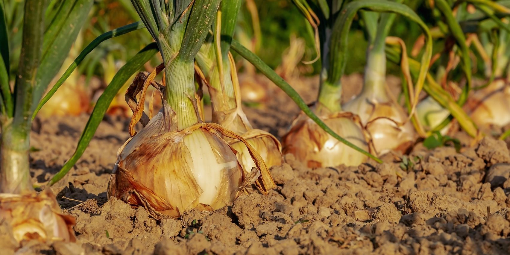 onion-3540502_1920
