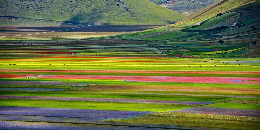 fioritura-di-castelluccio-di-norcia-credits-antoncino
