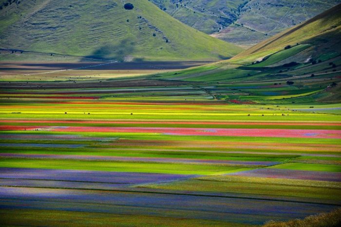 fioritura-di-castelluccio-di-norcia-credits-antoncino