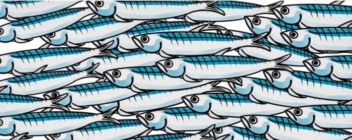 sardine