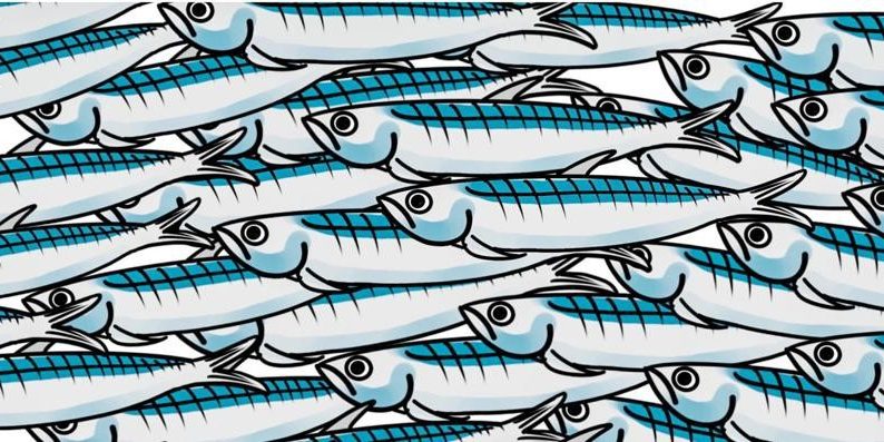 sardine
