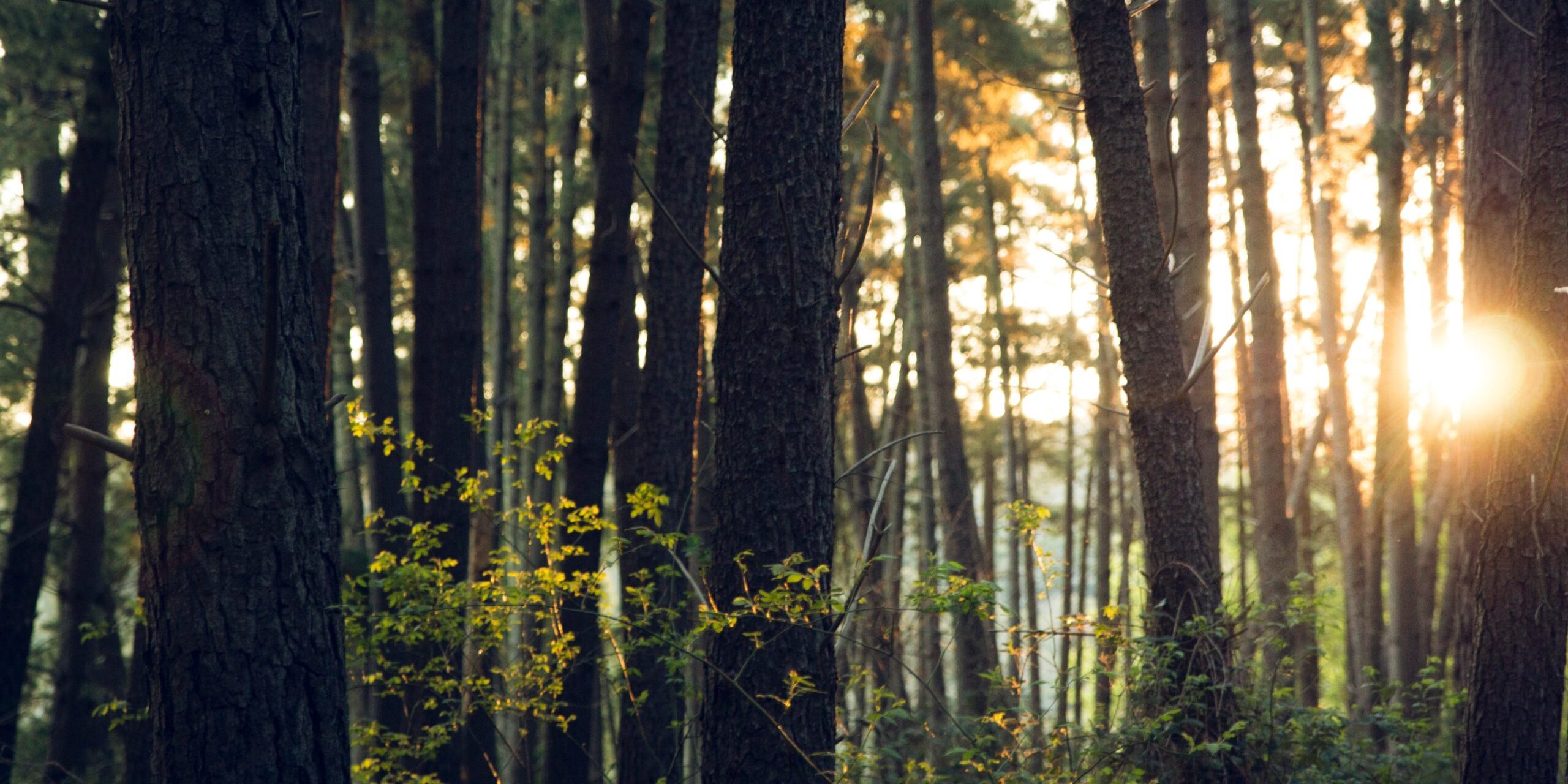 dan-stark-hEceQrBaIiE-unsplash